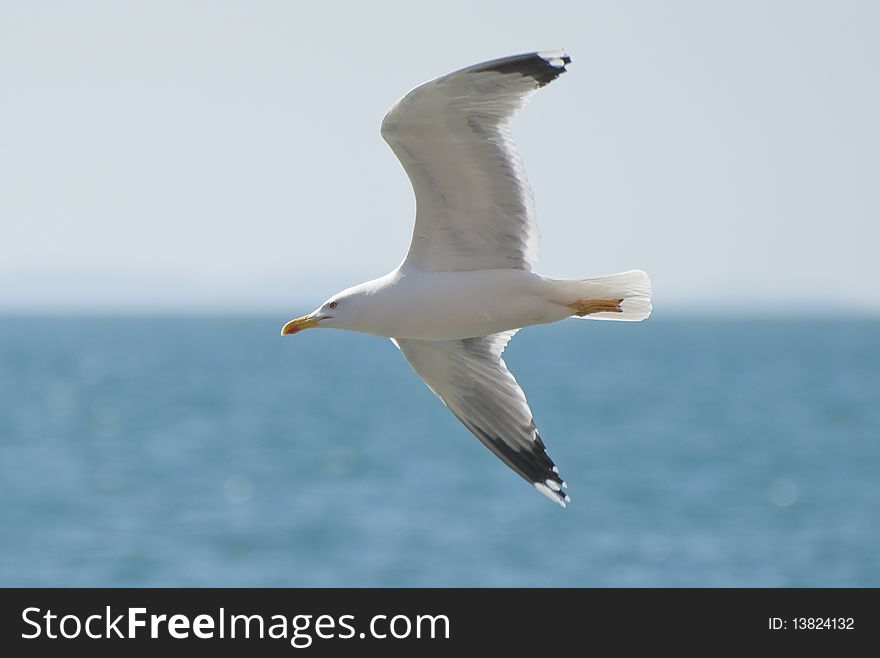 Seagull in flight in the foreground