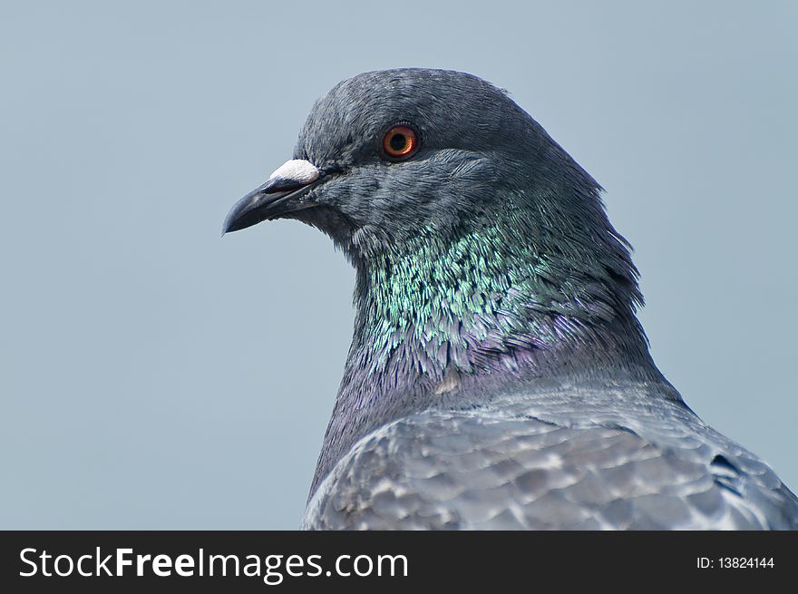 Pigeon head of profile in closeup