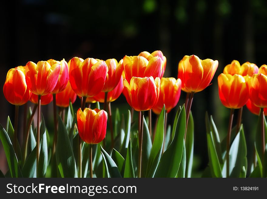 Line of softly colored red-yellow tulips on a dark background