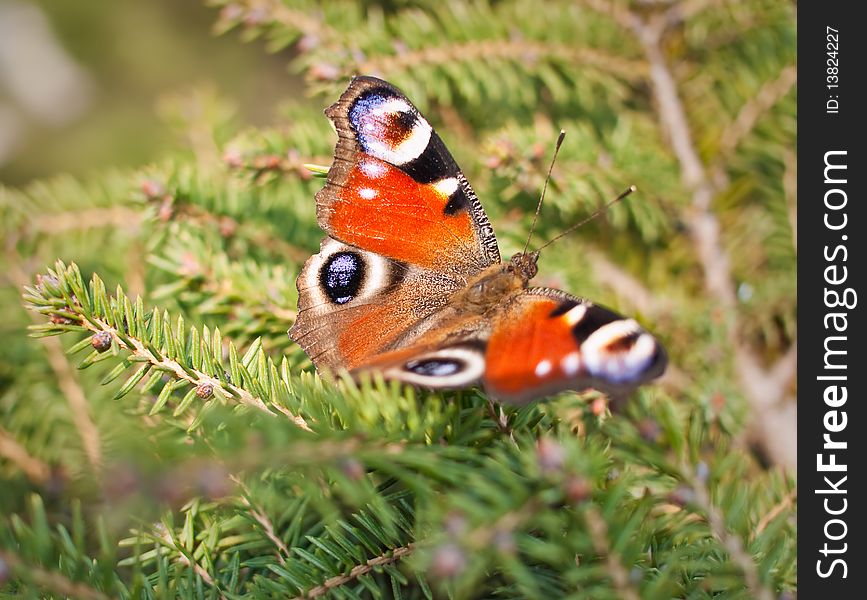 Beautiful European Butterfly Inachis