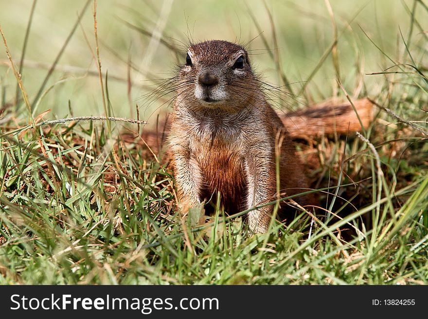 Cape Ground Squirrel sitting next to his burrow in a nature reserve near Johannesburg