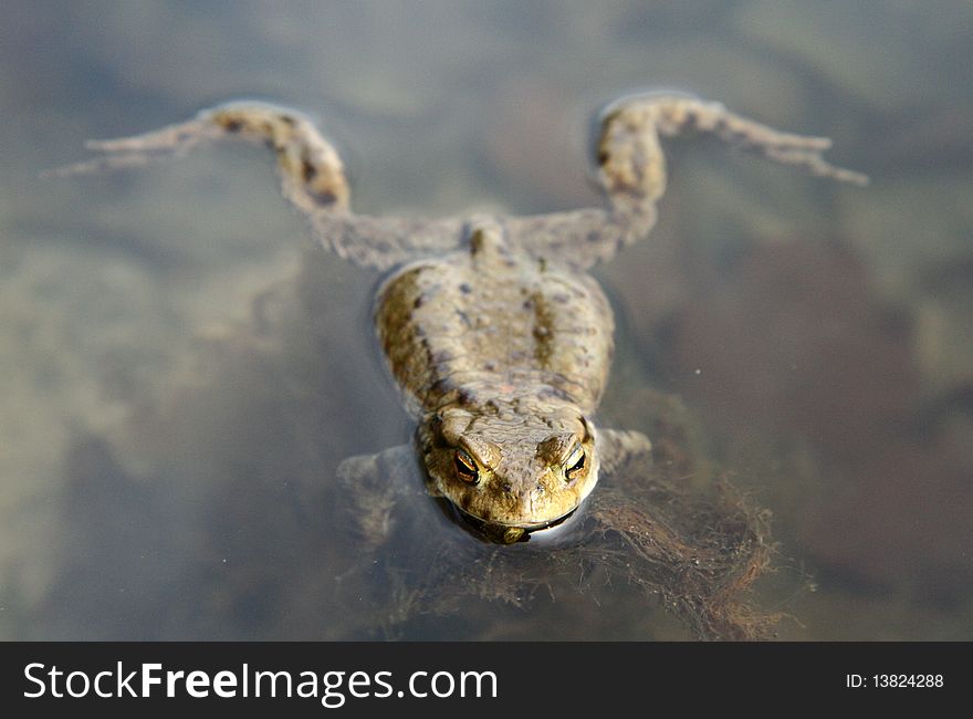 A toad swimming on a surface of a lake