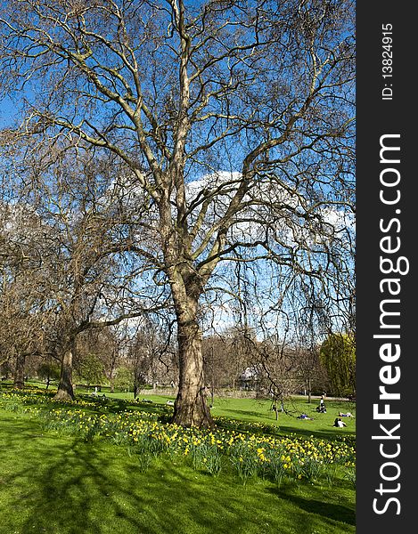 St. James Park in the Spring, London