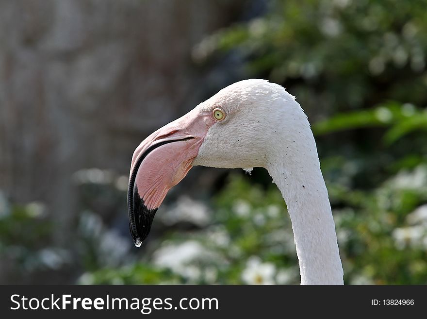 Greater Flamingo portrait in a Nature Reserve near Johannesburg