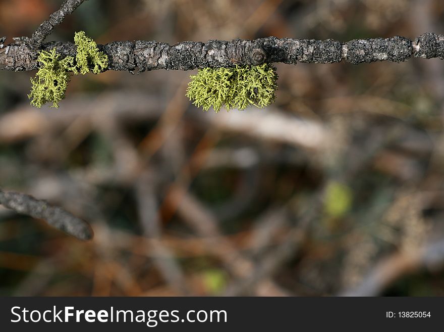 Small bundle of foliage on twig in the forest