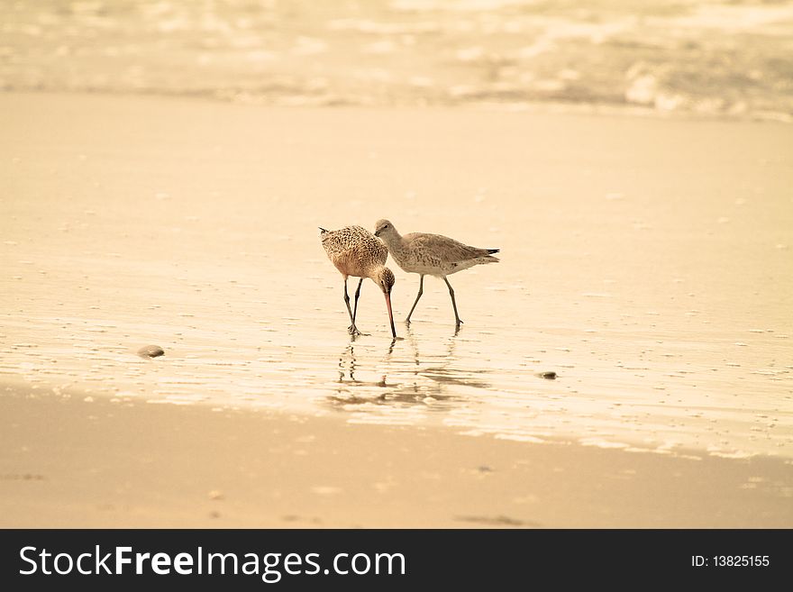 Two sandpiper on the beach