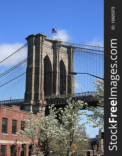 Cherry blossoms near the Brooklyn Bridge. Cherry blossoms near the Brooklyn Bridge.