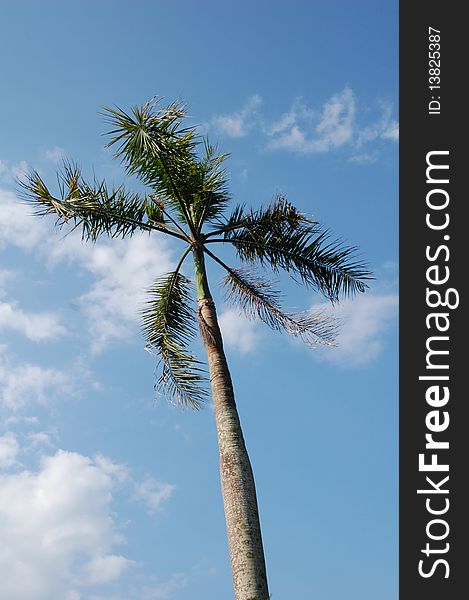 Nipa palm tree wth blue sky as background. Nipa palm tree wth blue sky as background
