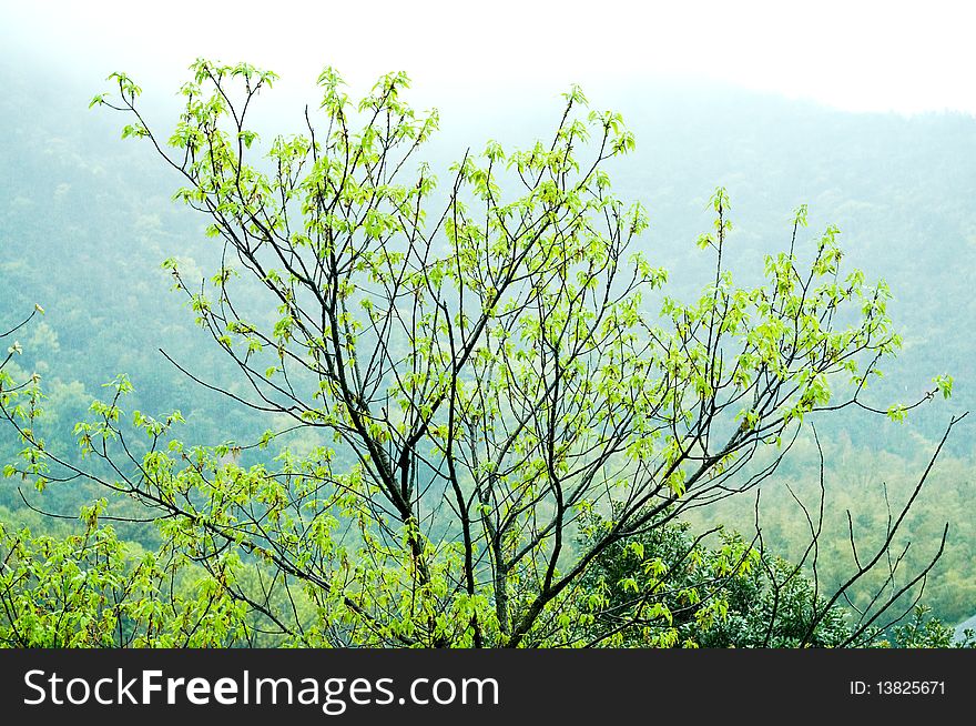 A tree sprout in the spring. A tree sprout in the spring