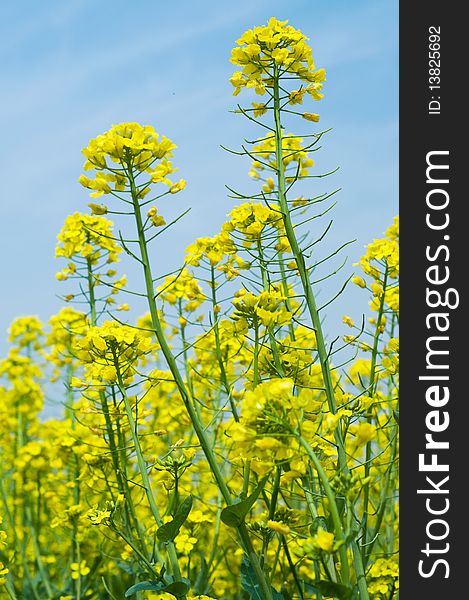 beautiful rape flower under the blue sky