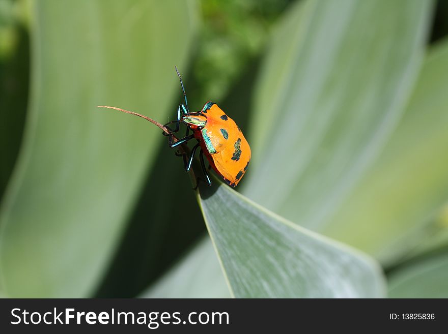 Coleotera insect with orange and metalic green and bluish accent colors. Coleotera insect with orange and metalic green and bluish accent colors.