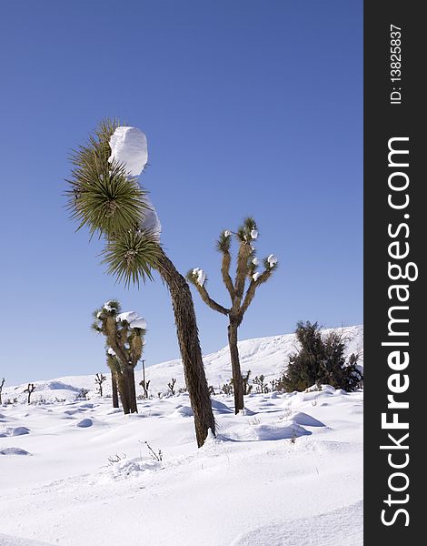 Joshua trees covered in snow. Joshua trees covered in snow