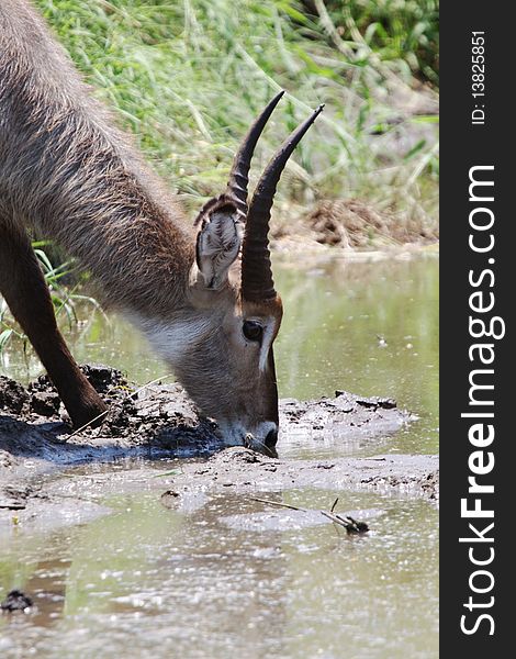 A young male Waterbuck drinking