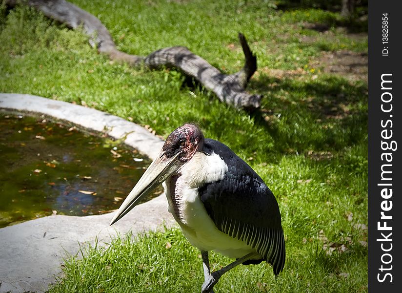 Marabou Stork, (Leptoptilos crumeniferus) in St. Augustine Alligator Farm Zoological Park.