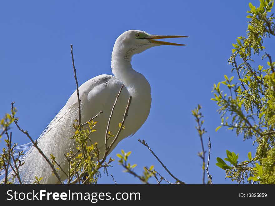 Great Egret (Ardea alba) in the natural habitat, St. Augustin, FL.