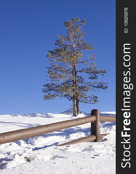 Pine tree in winter snow
