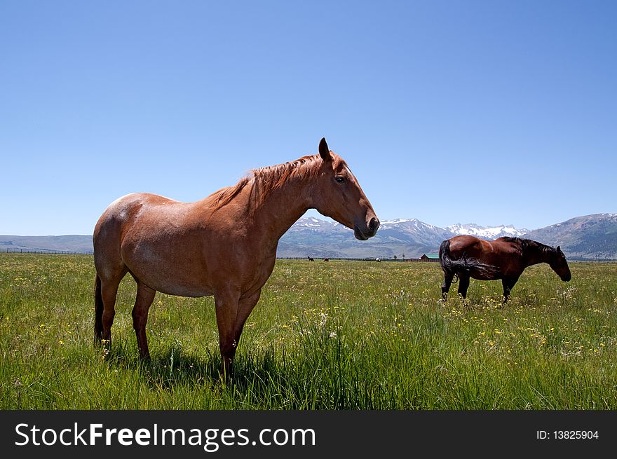 Horses grazing on an open field