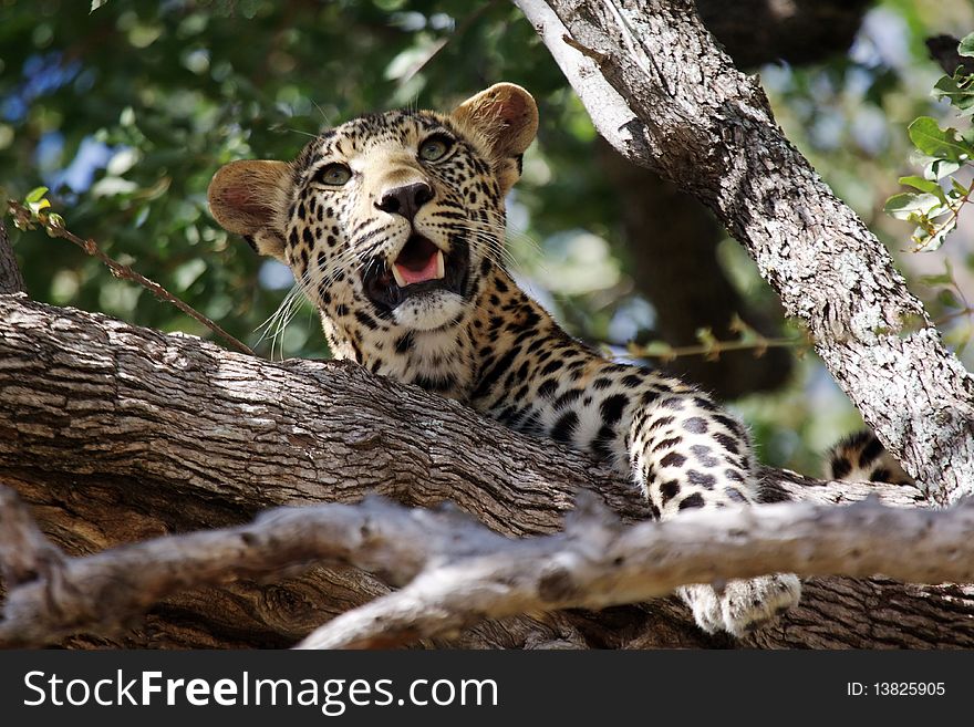 A young Leopard resting in a Lead-wood. A young Leopard resting in a Lead-wood