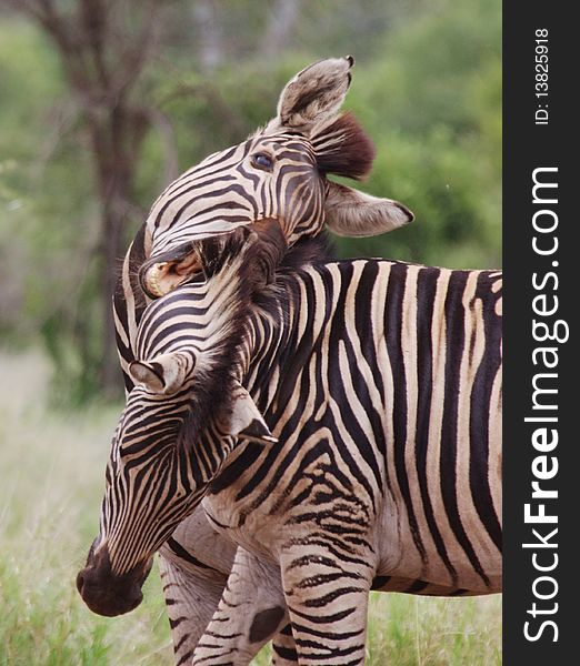 Two young zebra males play fighting. Two young zebra males play fighting
