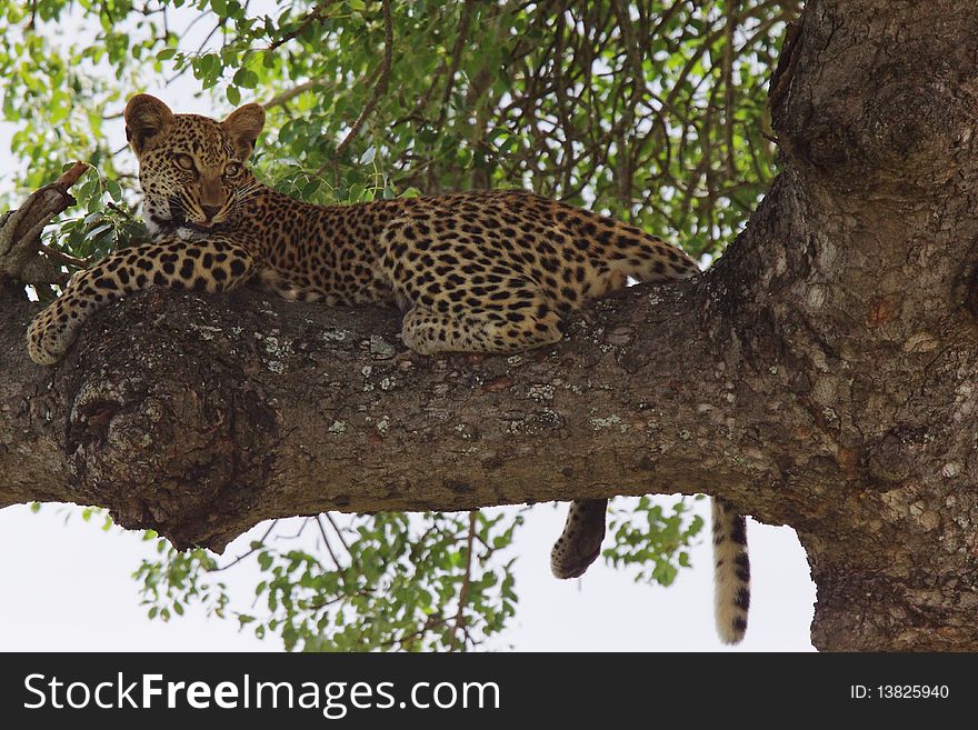 A young Leopard at rest in a tree. A young Leopard at rest in a tree