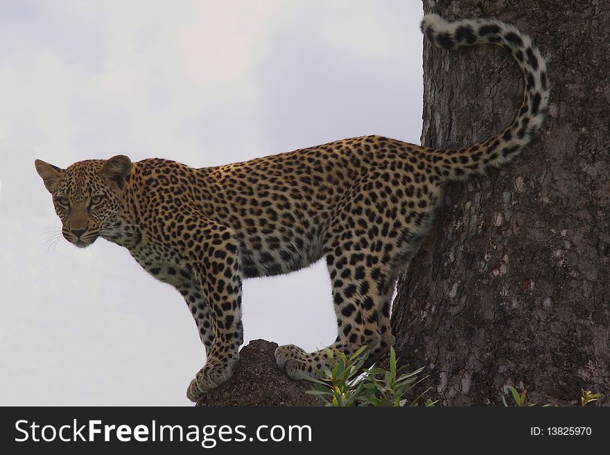A Leopard standing up in a tree. A Leopard standing up in a tree