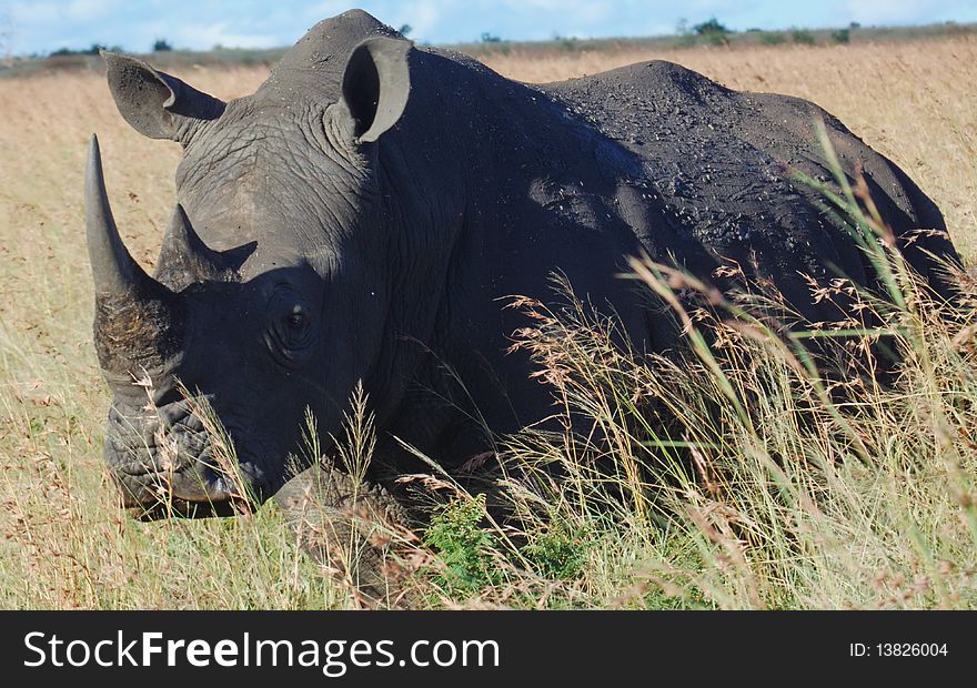 A large White Rhino male standing in tall grass