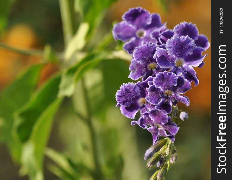 Purple flowers look very alike grapes. Purple flowers look very alike grapes
