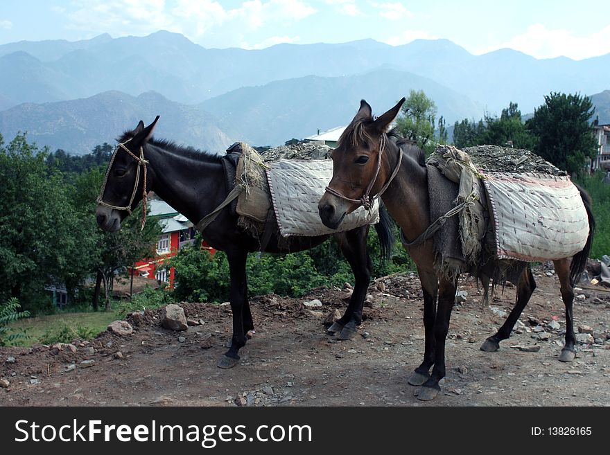 Two horses burded with bags with stones in Kashmir. Mountain range on background. Two horses burded with bags with stones in Kashmir. Mountain range on background.