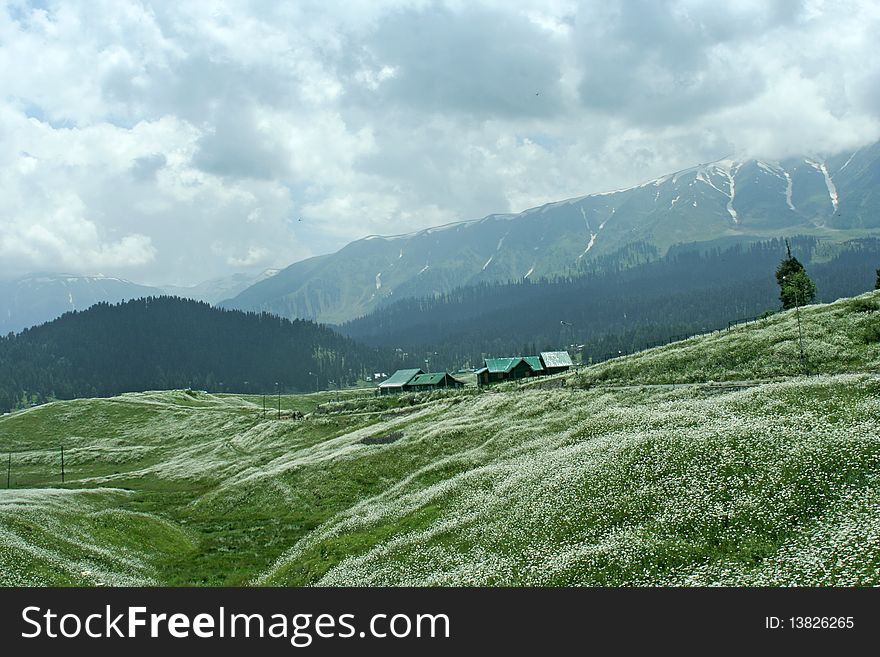 Green chamomile fied. Trees, houses, mountain range and blue sky on background.