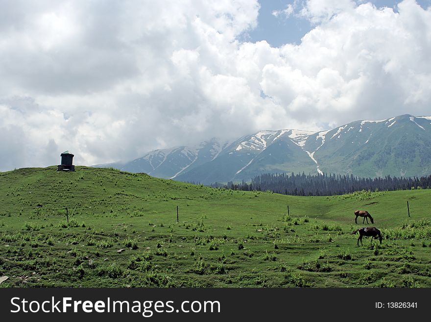 Horses on green wide field. Blue sky and mountain range on background. Horses on green wide field. Blue sky and mountain range on background.