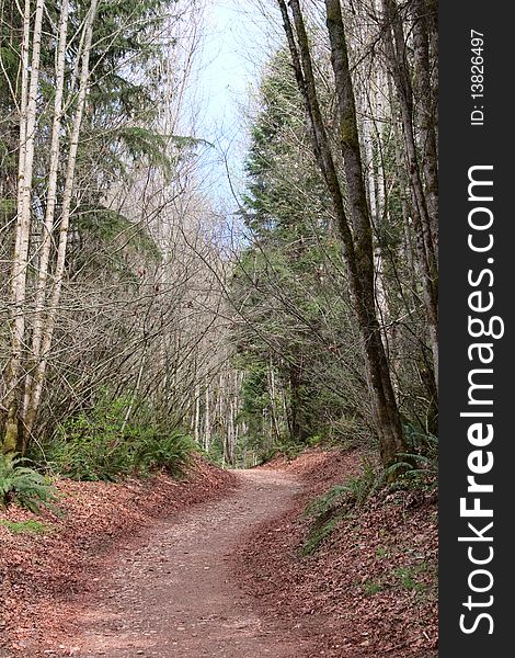 A serene path through a spring Pacific Northwest forest with birch trees and ferns. A serene path through a spring Pacific Northwest forest with birch trees and ferns.