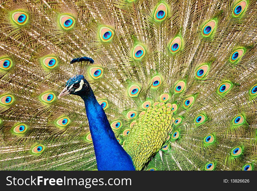 Closeup of a Peacock dancing during the mating season. Closeup of a Peacock dancing during the mating season