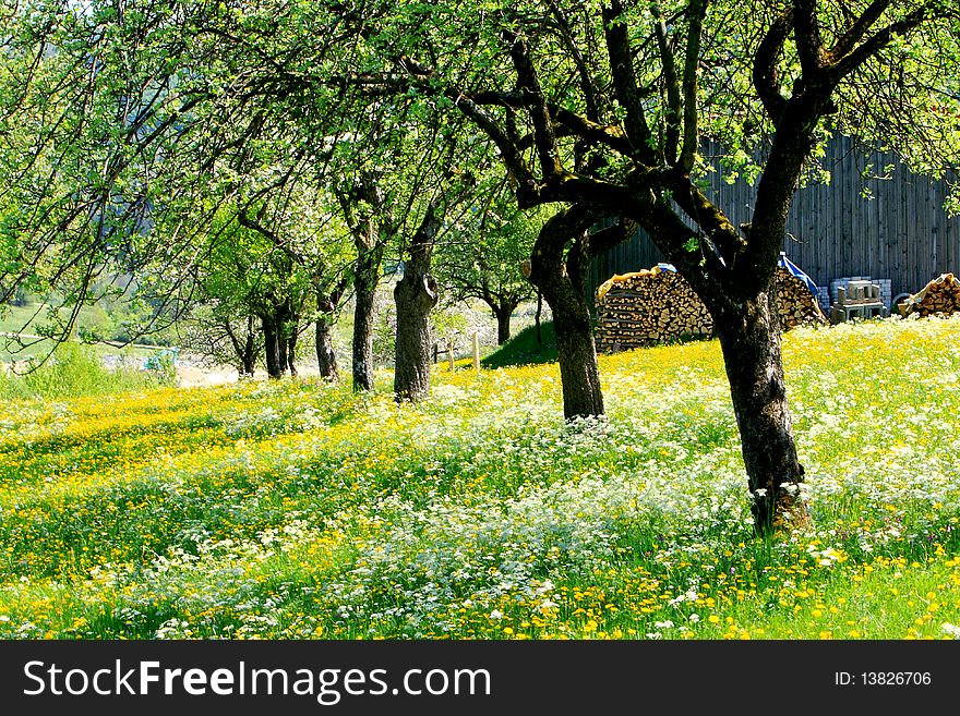 Beautiful spring landscape with colorful wildflowers blossoming,cherry trees and farmhouse in field. Beautiful spring landscape with colorful wildflowers blossoming,cherry trees and farmhouse in field