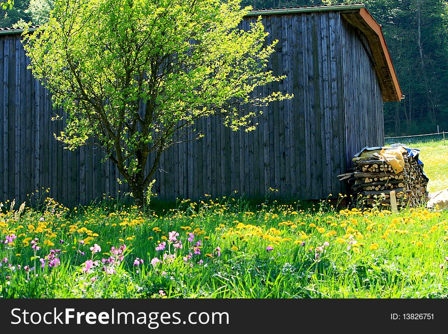 Beautiful spring landscape with colorful wildflowers blossoming, cherry trees and farmhouse in field. Beautiful spring landscape with colorful wildflowers blossoming, cherry trees and farmhouse in field