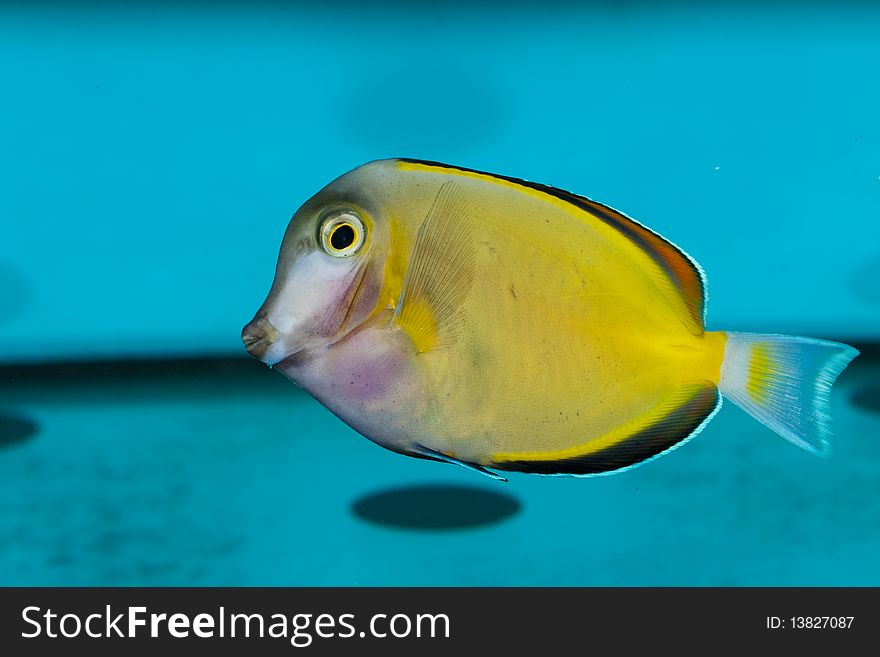 Purple and Yellow Tang in Aquarium