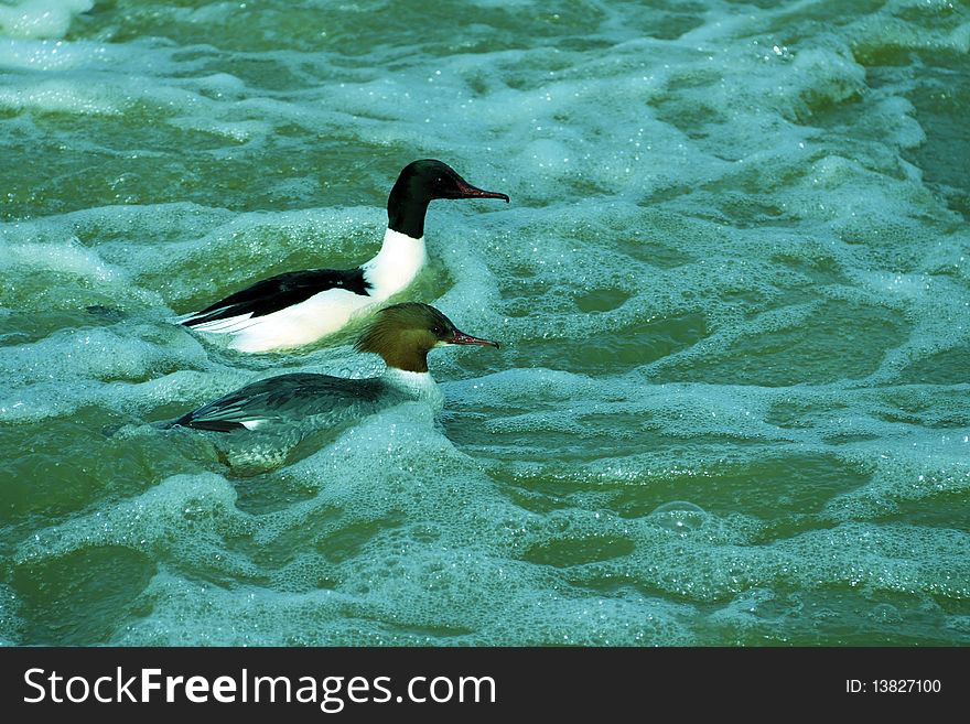 The pair gooseanders floating on foaming water of the rapids. The pair gooseanders floating on foaming water of the rapids.