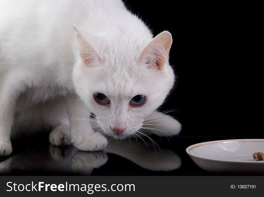 White isolated cat over black background