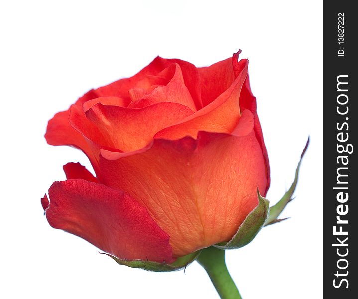 One red isolated rose over white background