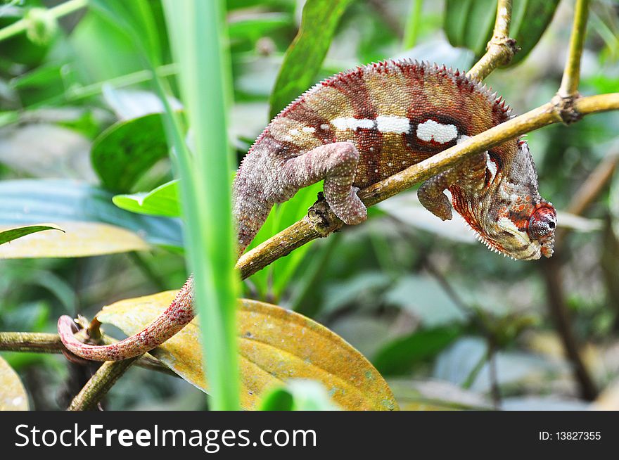 Panther chameleon on a leaf