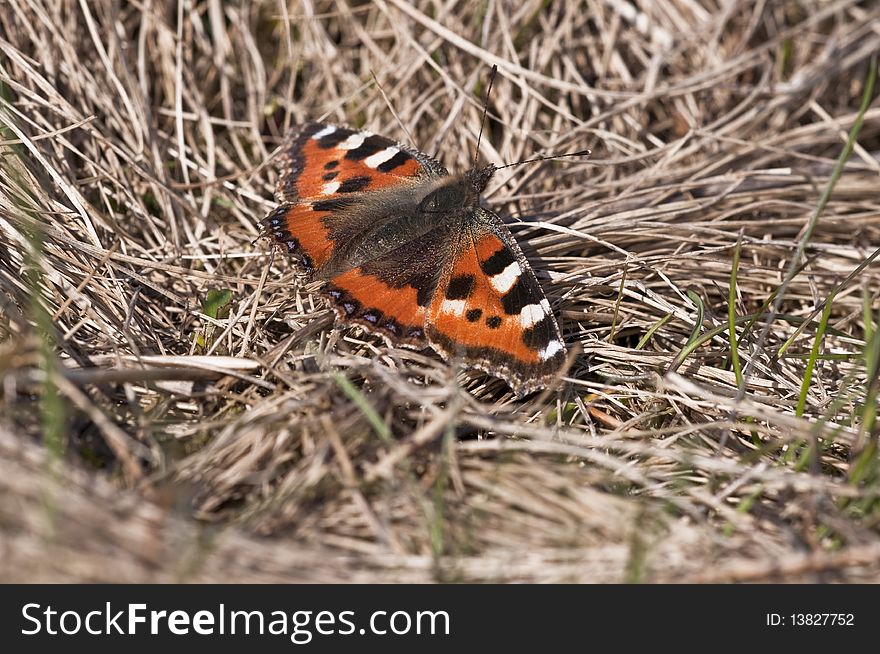 Little Fox - Aglais urticae - butterfly sunbathing on dried grass