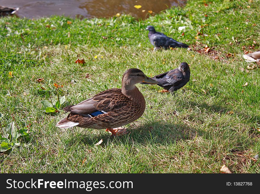 The Duck And The Crow