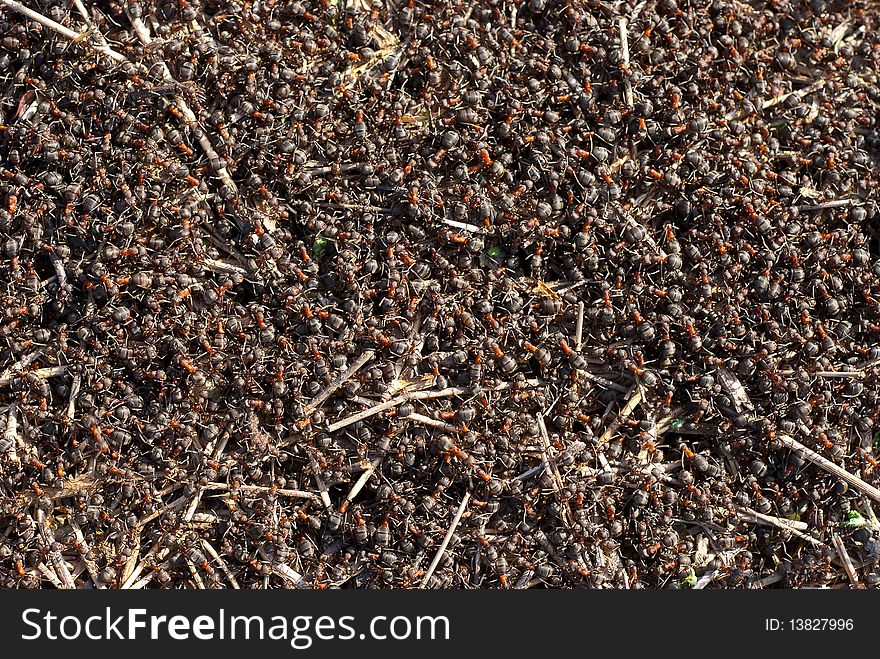 Ants crawling in the anthill. Macro image