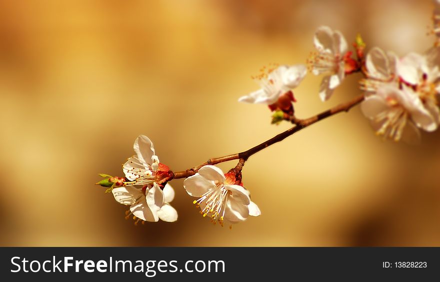 Flower tree on natural background