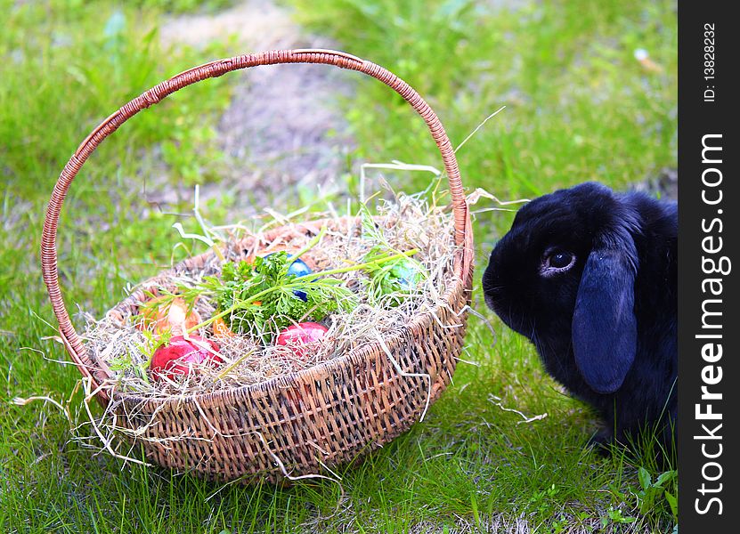 Black rabbit on grass, with basket with coloured eggs. Black rabbit on grass, with basket with coloured eggs.