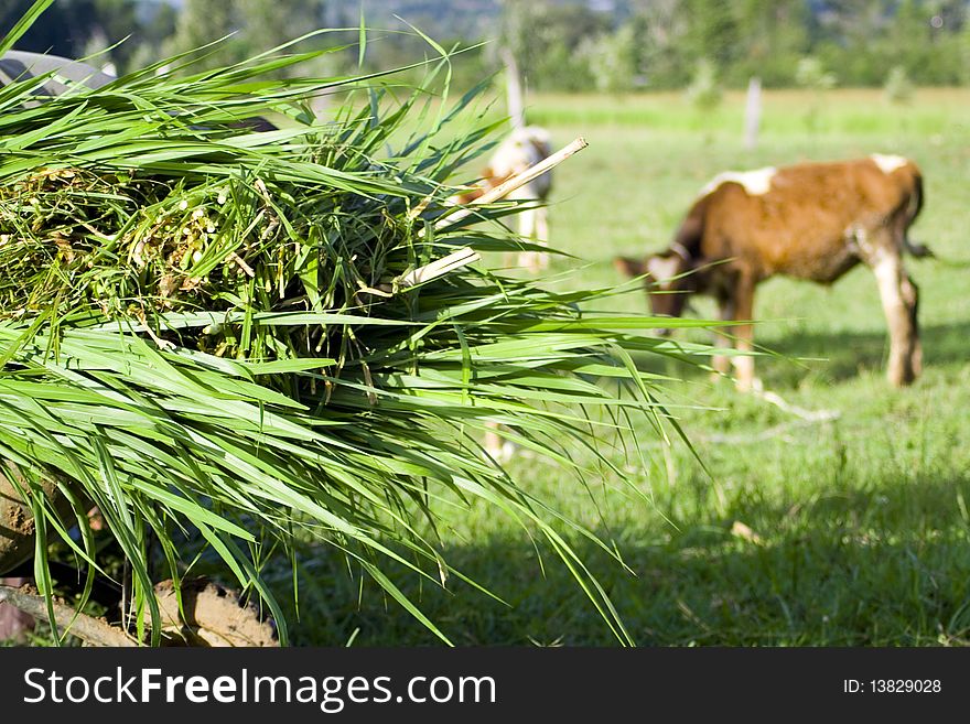 Harvested napier grass before its prepared for dairy cows at a farm in rural Kenya. Harvested napier grass before its prepared for dairy cows at a farm in rural Kenya.