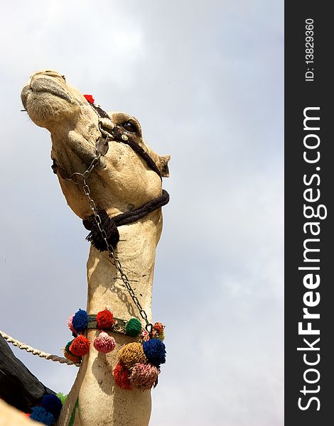 Arabian camel with colorfull items