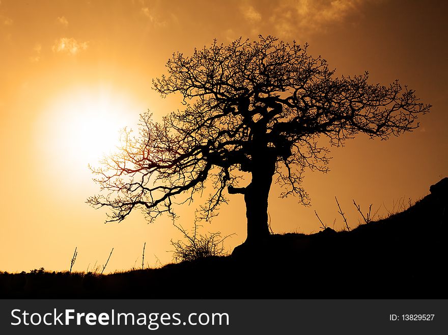 Old tree in sunset