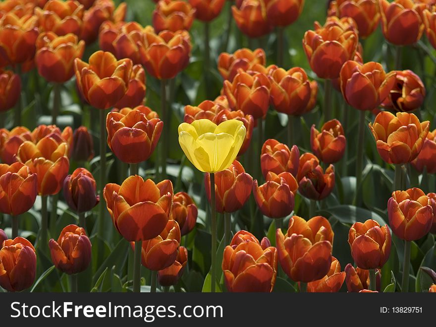 Beautiful orange and yellow tulips at the garden. Beautiful orange and yellow tulips at the garden