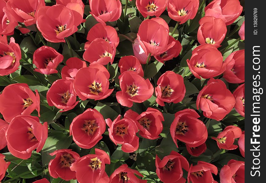 Beautiful red and pink tulips at the garden. Beautiful red and pink tulips at the garden