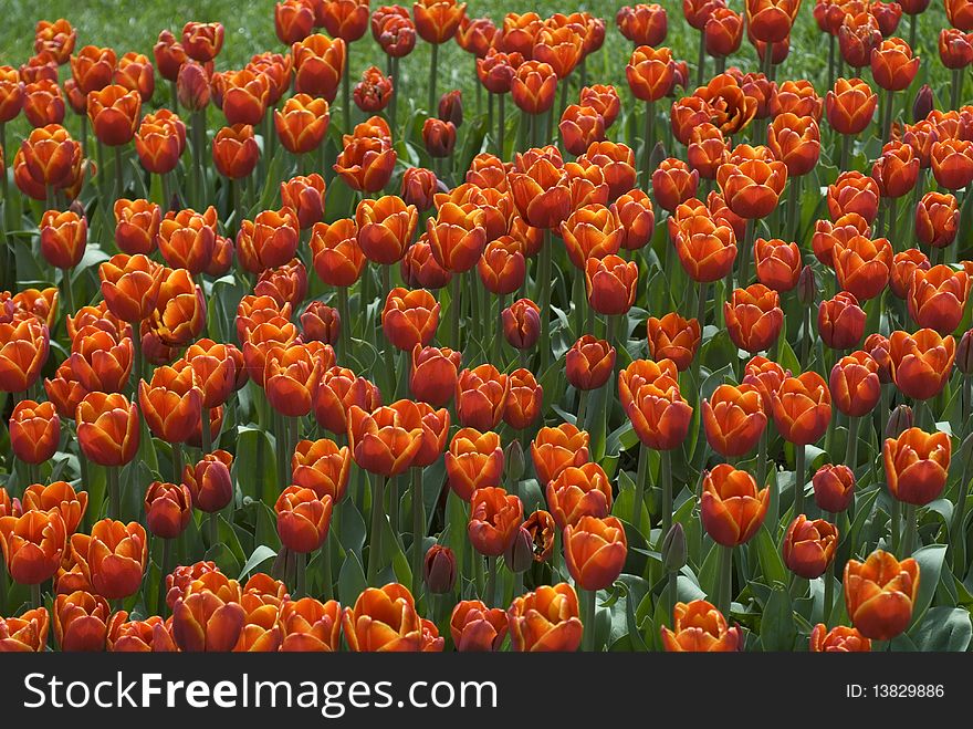 Beautiful red and orange tulips at the garden. Beautiful red and orange tulips at the garden